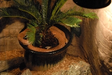 Chiricahua Desert Museum and ABQ Bio Park