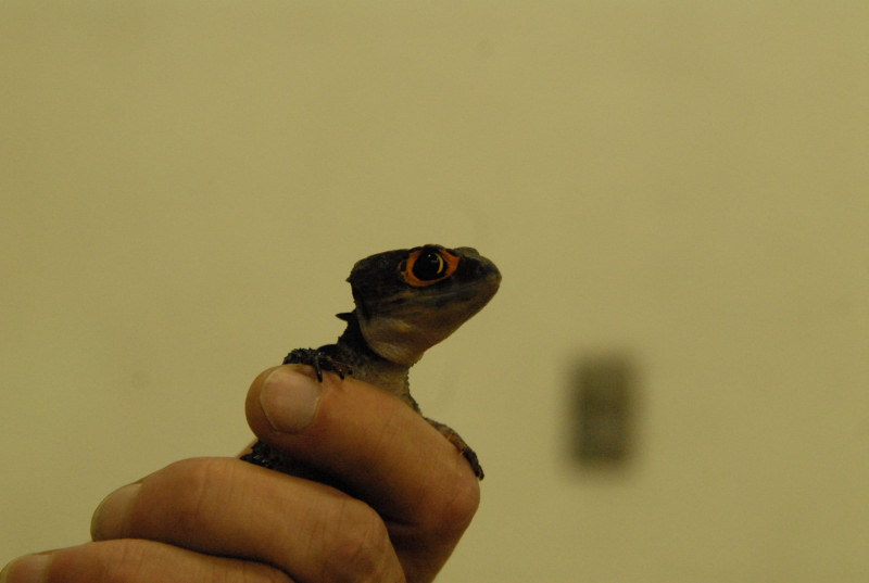 Chiricahua Desert Museum and ABQ Bio Park