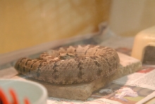 Chiricahua Desert Museum and ABQ Bio Park