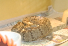 Chiricahua Desert Museum and ABQ Bio Park