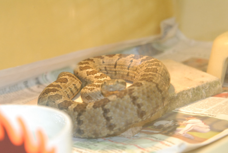 Chiricahua Desert Museum and ABQ Bio Park