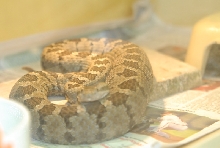 Chiricahua Desert Museum and ABQ Bio Park
