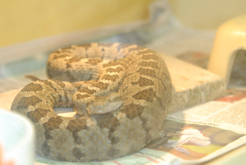 Chiricahua Desert Museum and ABQ Bio Park