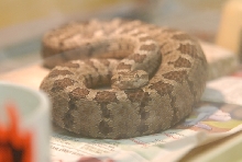 Chiricahua Desert Museum and ABQ Bio Park