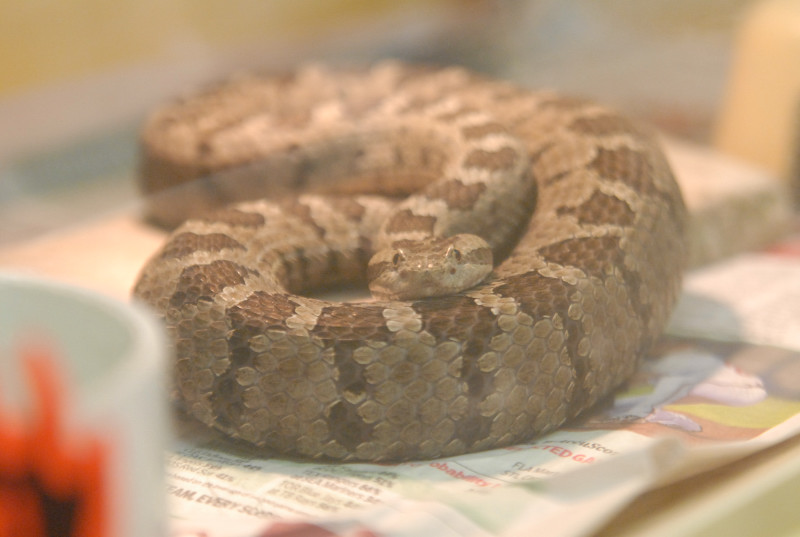 Chiricahua Desert Museum and ABQ Bio Park