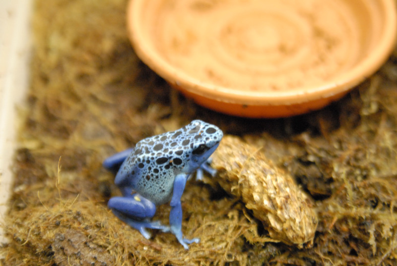 Chiricahua Desert Museum and ABQ Bio Park