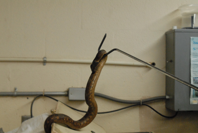 Chiricahua Desert Museum and ABQ Bio Park