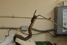Chiricahua Desert Museum and ABQ Bio Park