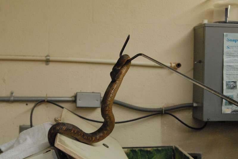 Chiricahua Desert Museum and ABQ Bio Park