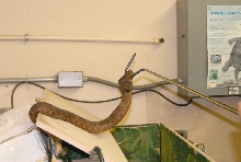 Chiricahua Desert Museum and ABQ Bio Park
