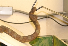 Chiricahua Desert Museum and ABQ Bio Park