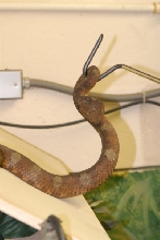Chiricahua Desert Museum and ABQ Bio Park