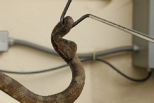 Chiricahua Desert Museum and ABQ Bio Park