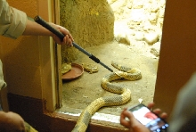 Chiricahua Desert Museum and ABQ Bio Park