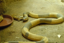 Chiricahua Desert Museum and ABQ Bio Park