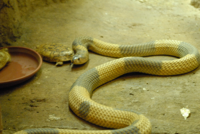 Chiricahua Desert Museum and ABQ Bio Park