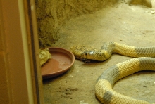 Chiricahua Desert Museum and ABQ Bio Park
