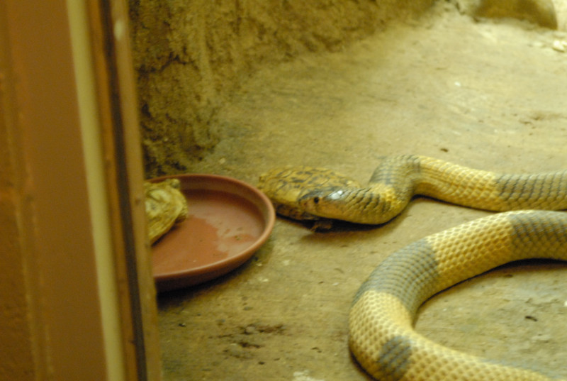 Chiricahua Desert Museum and ABQ Bio Park