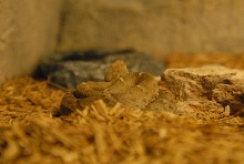 Chiricahua Desert Museum and ABQ Bio Park