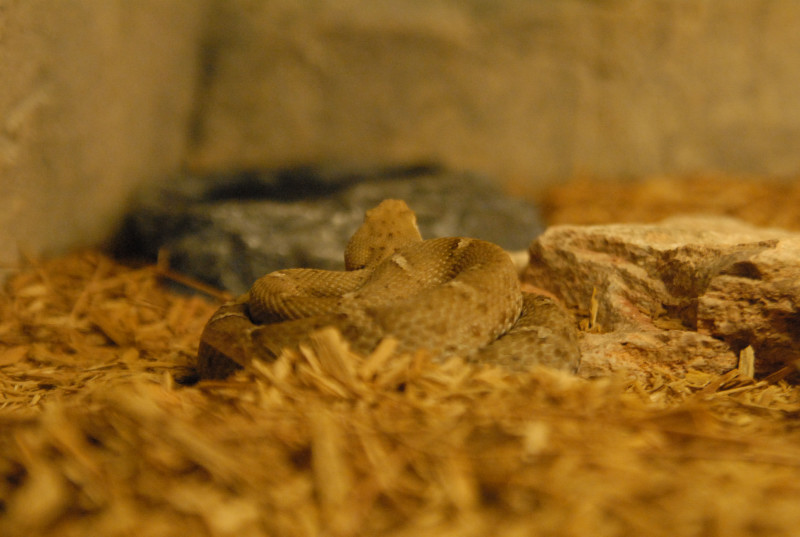 Chiricahua Desert Museum and ABQ Bio Park