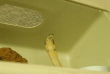 Chiricahua Desert Museum and ABQ Bio Park