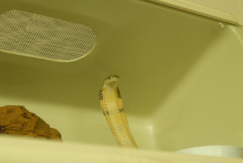 Chiricahua Desert Museum and ABQ Bio Park
