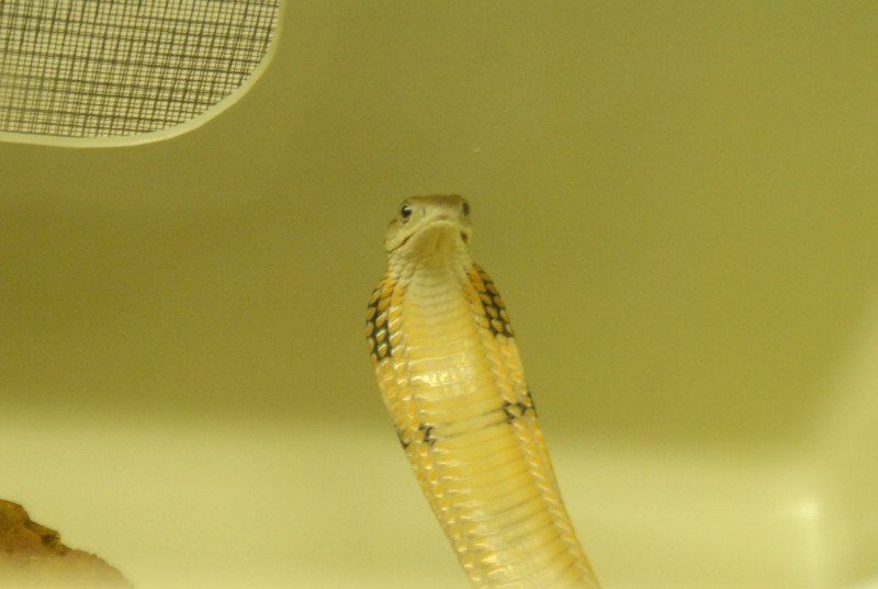 Chiricahua Desert Museum and ABQ Bio Park