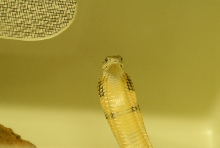 Chiricahua Desert Museum and ABQ Bio Park