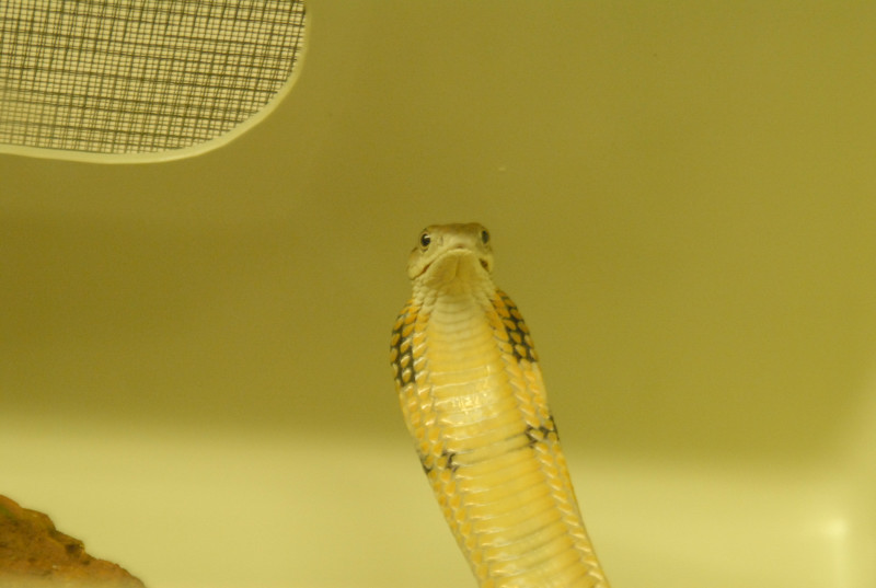 Chiricahua Desert Museum and ABQ Bio Park