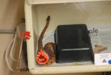 Chiricahua Desert Museum and ABQ Bio Park