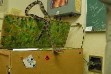 Chiricahua Desert Museum and ABQ Bio Park