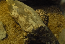 Chiricahua Desert Museum and ABQ Bio Park