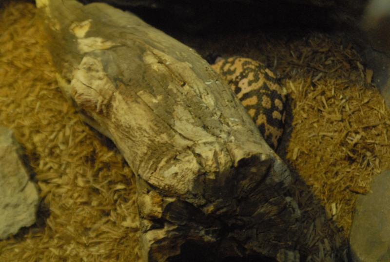 Chiricahua Desert Museum and ABQ Bio Park