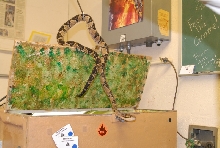 Chiricahua Desert Museum and ABQ Bio Park