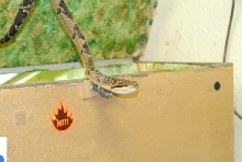 Chiricahua Desert Museum and ABQ Bio Park