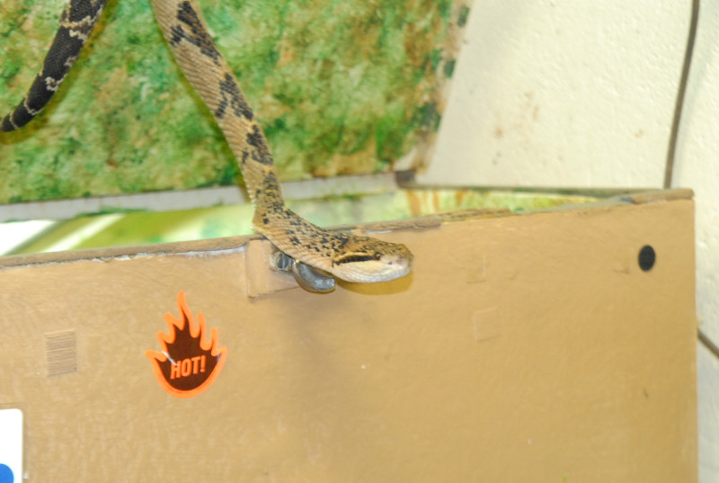 Chiricahua Desert Museum and ABQ Bio Park