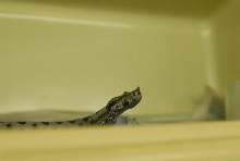 Chiricahua Desert Museum and ABQ Bio Park