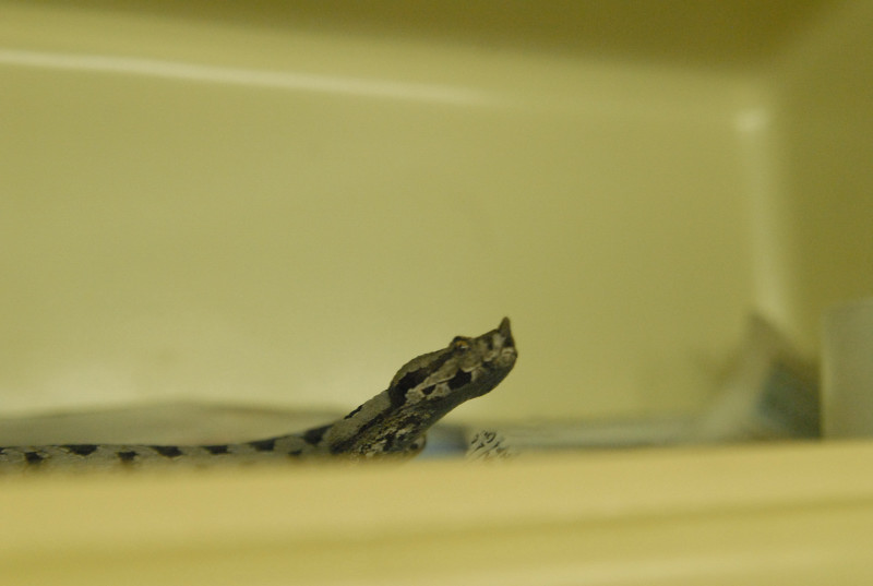 Chiricahua Desert Museum and ABQ Bio Park
