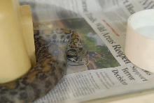 Chiricahua Desert Museum and ABQ Bio Park