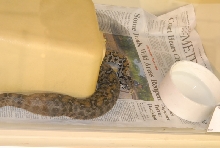 Chiricahua Desert Museum and ABQ Bio Park