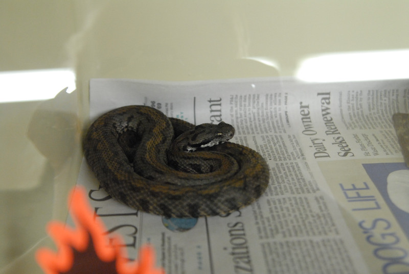 Chiricahua Desert Museum and ABQ Bio Park