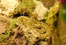 Chiricahua Desert Museum and ABQ Bio Park
