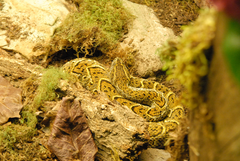 Chiricahua Desert Museum and ABQ Bio Park