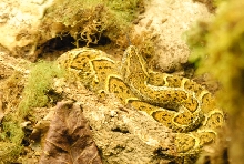 Chiricahua Desert Museum and ABQ Bio Park