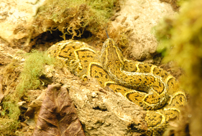 Chiricahua Desert Museum and ABQ Bio Park