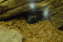 Chiricahua Desert Museum and ABQ Bio Park