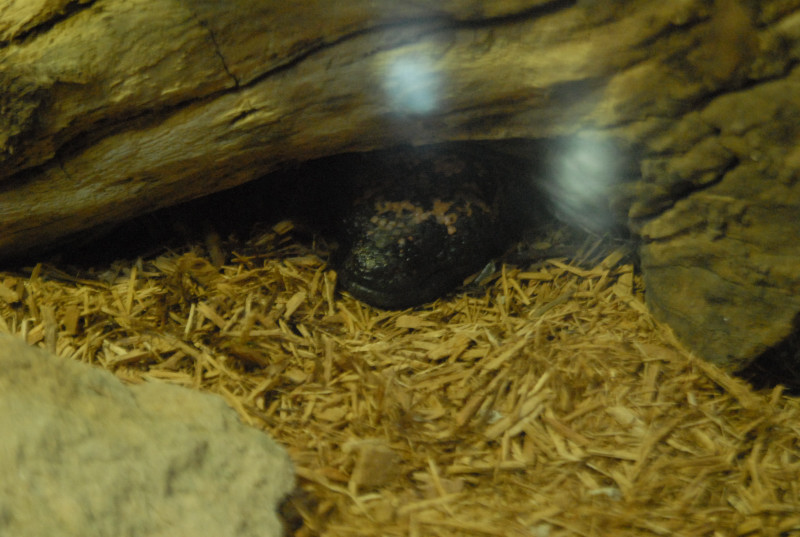 Chiricahua Desert Museum and ABQ Bio Park
