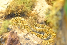 Chiricahua Desert Museum and ABQ Bio Park