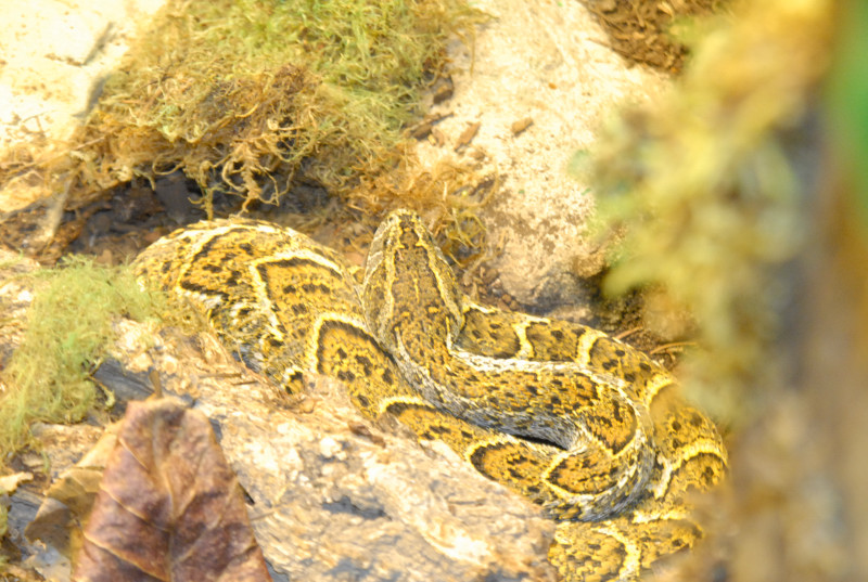 Chiricahua Desert Museum and ABQ Bio Park