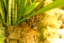 Chiricahua Desert Museum and ABQ Bio Park